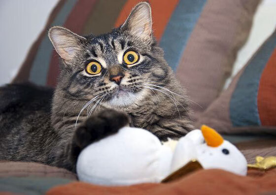 《英雄联盟洲际赛,战术博弈异常激烈》,lol洲际赛rw对战kz