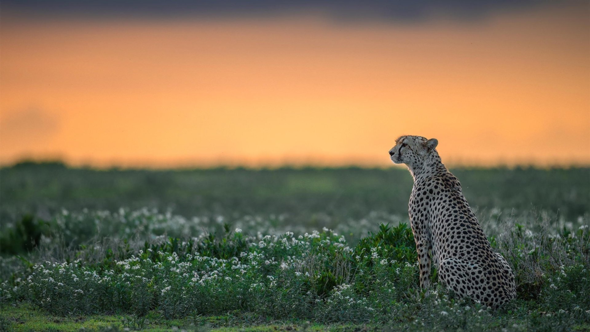 《英雄联盟洲际赛,战术博弈异常激烈》,lol洲际赛rw对战kz