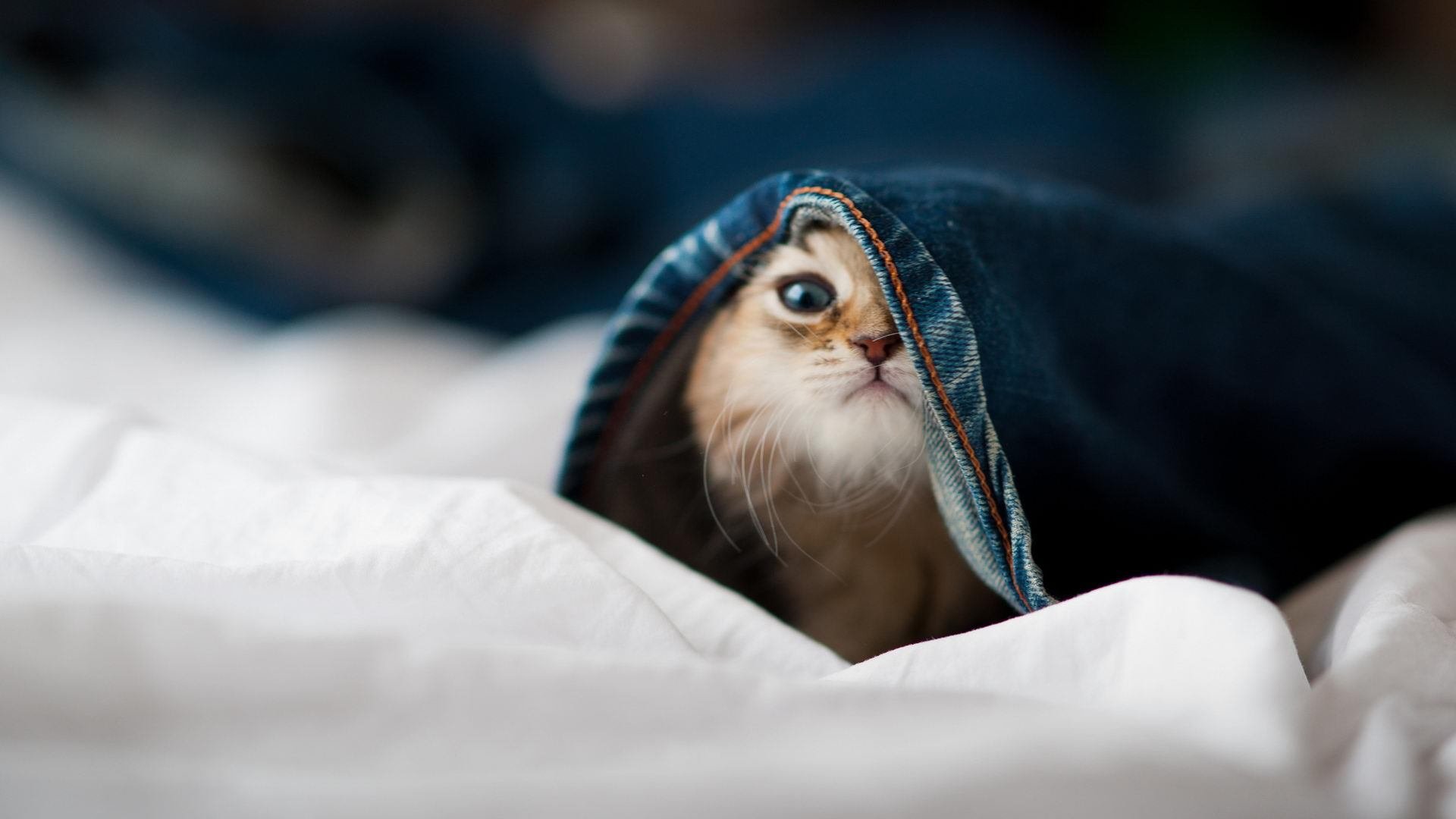 亮点不断:库里在与火箭的比赛中投中了多个“秀远距离”三分瞬间,成为焦点!