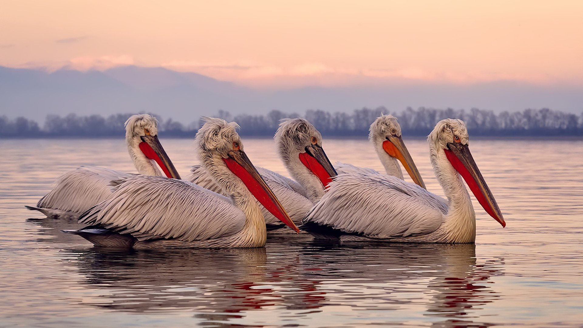 德甲球员身体素质全面增强，比赛更激烈，德甲球队身高排名