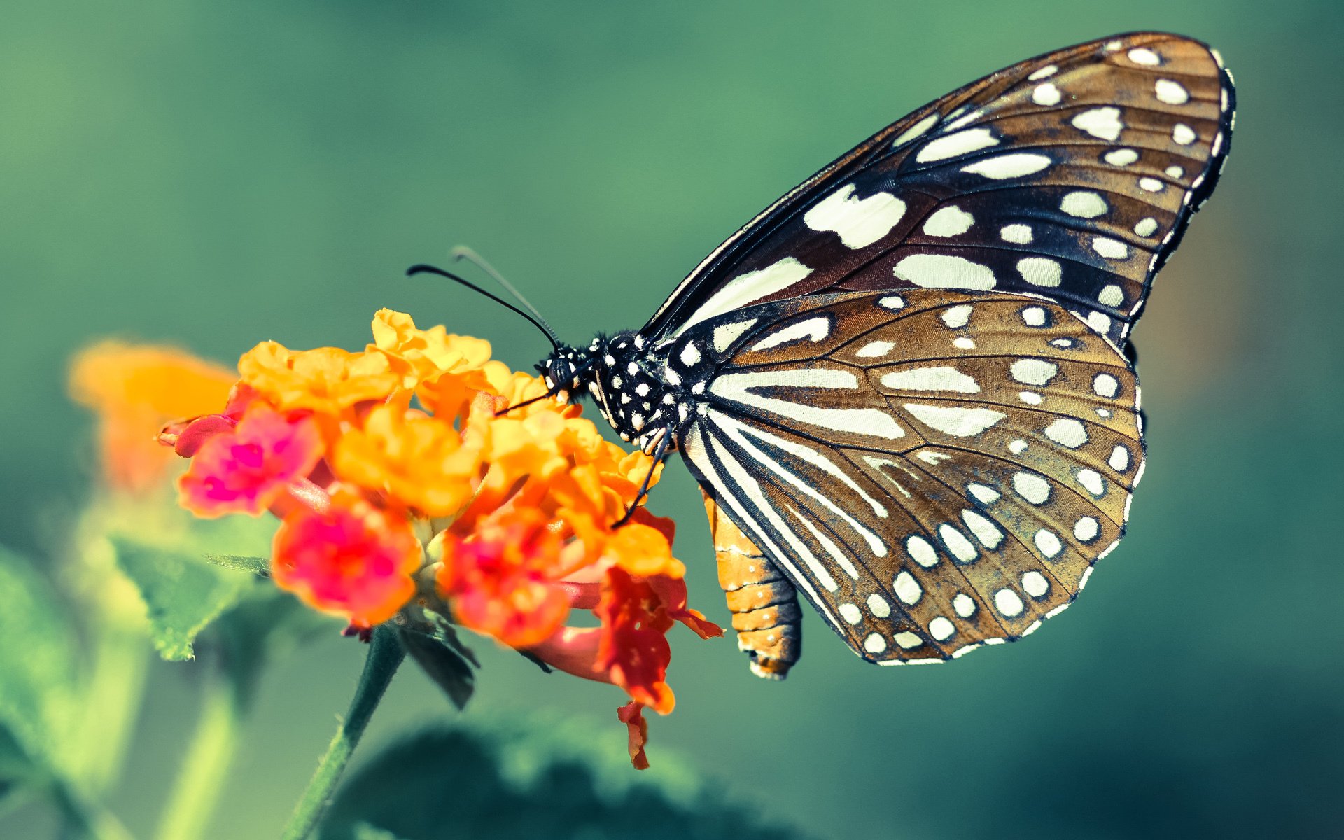 开云-《赛事现场互动环节：增强粉丝体验的新方案》，比赛观众互动环节