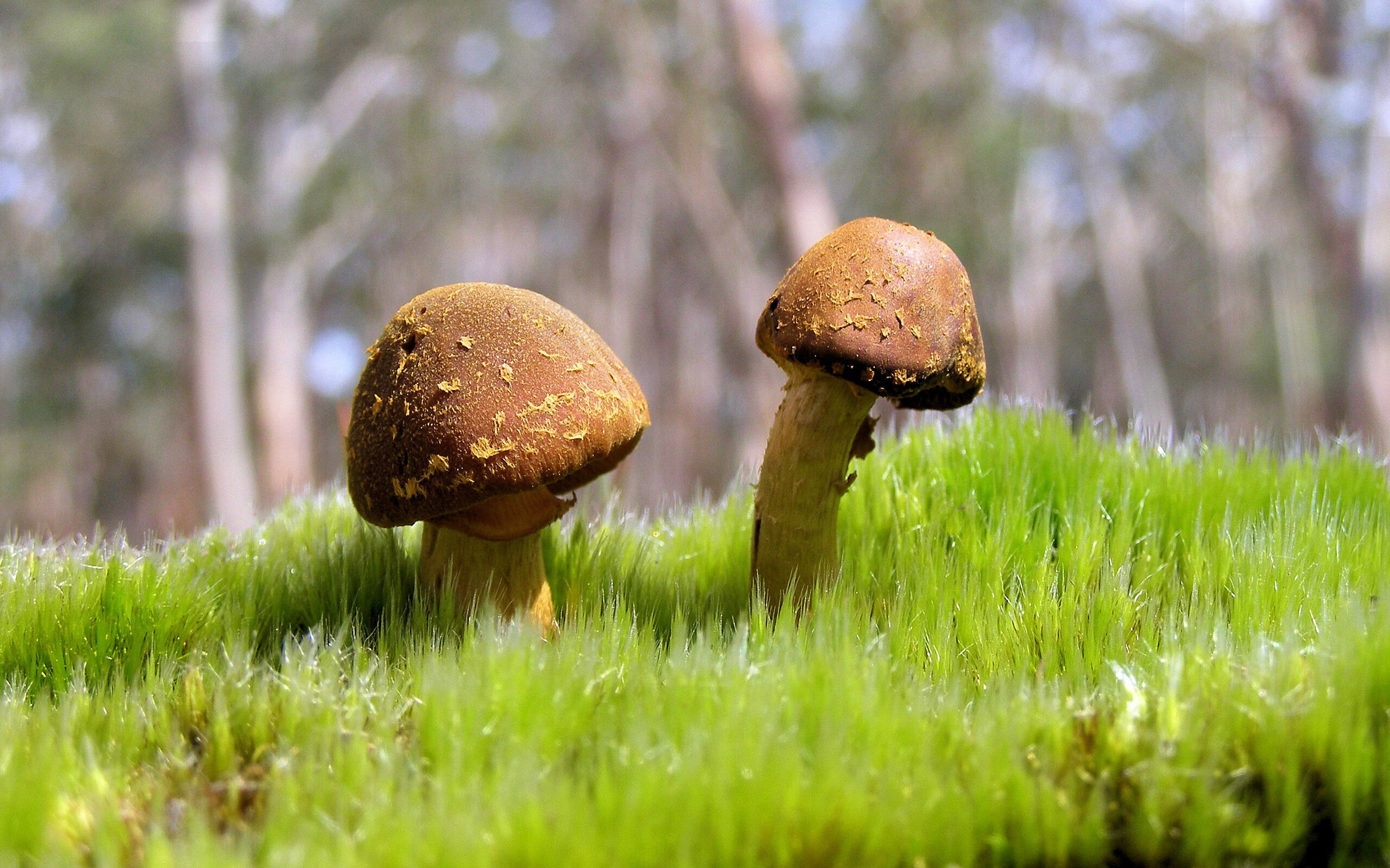 传奇教练的“战术思想”深度解读:从战术大师到文化领袖,足球教练战术大师