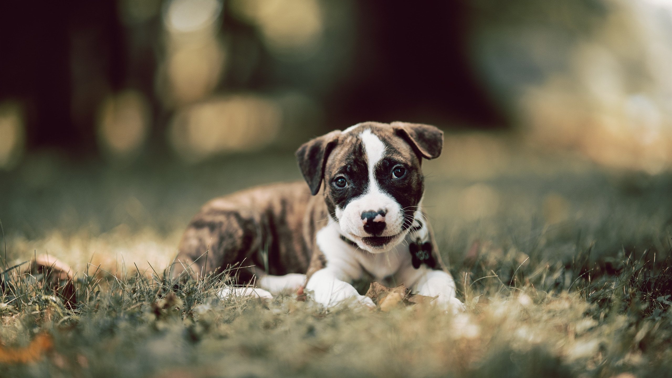 伊朗队雪地滑跪庆祝进球,冻掉了膝盖套,伊朗滑雪胜地