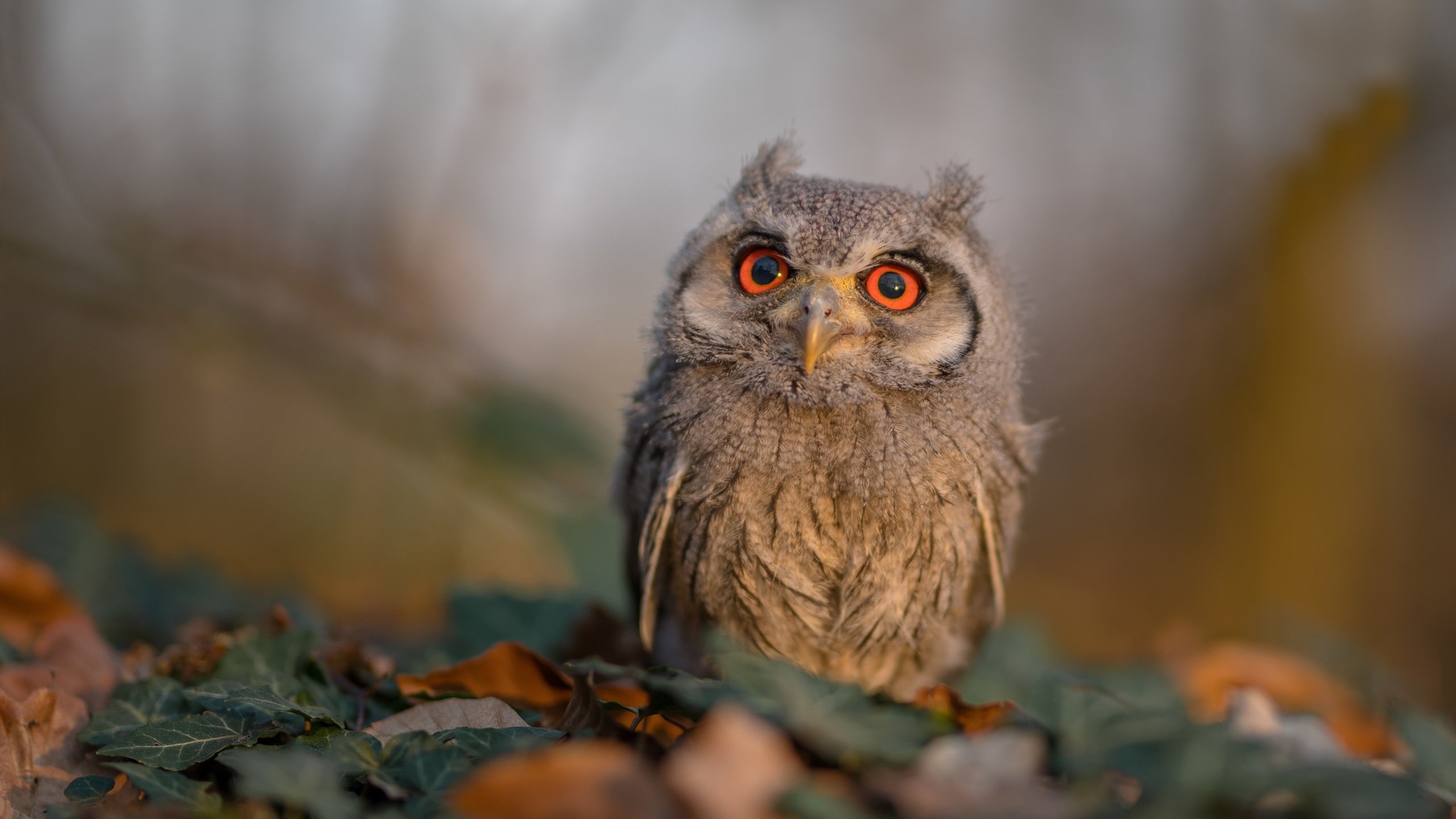 开云真人体育娱乐-国际极限射箭大赛，精准的技术与心灵的较量，国际射箭比赛